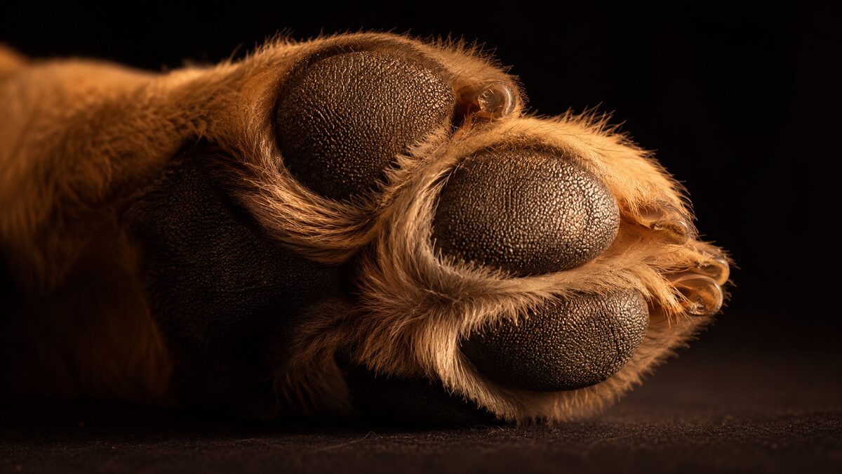 Paws and nose: protection in cold and heat