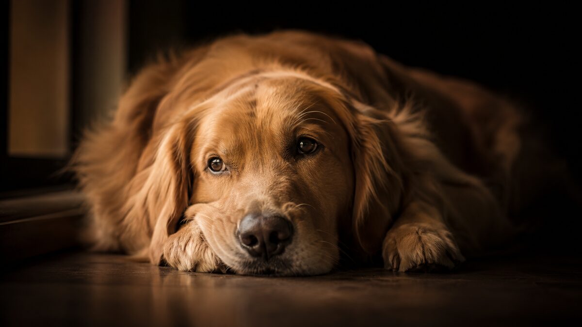 Probiotics for pets: when they really help