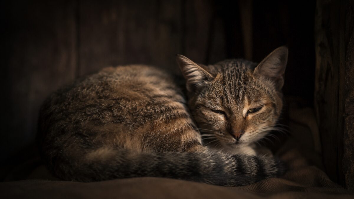 Stress in cats: signs and how to help