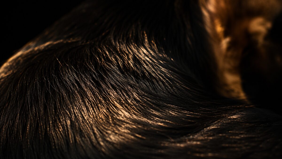 Healthy, shiny coat: what really matters